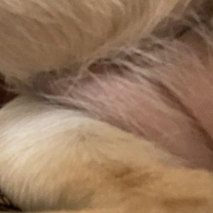 Meet your Posher, Josian